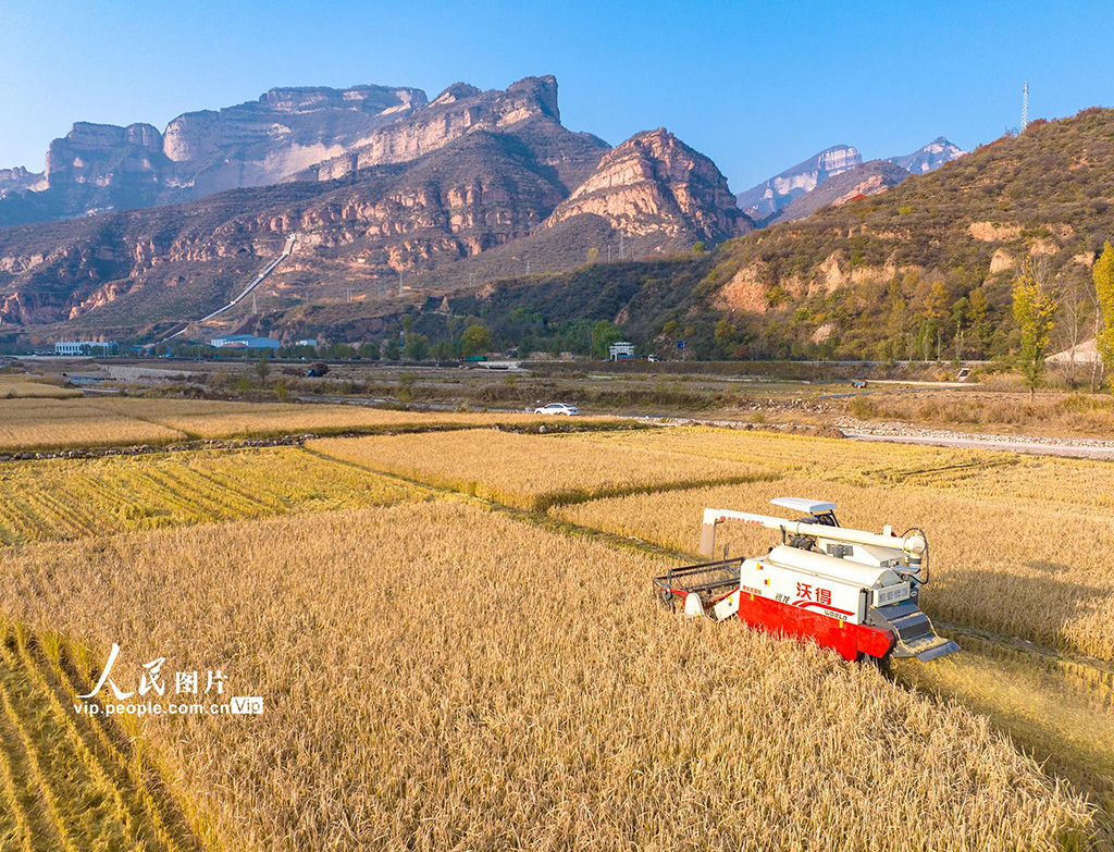 山西左權:水稻喜獲豐收【4】