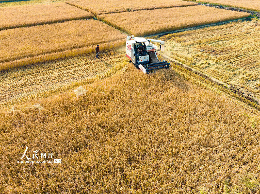 山西左權：水稻喜獲豐收【2】