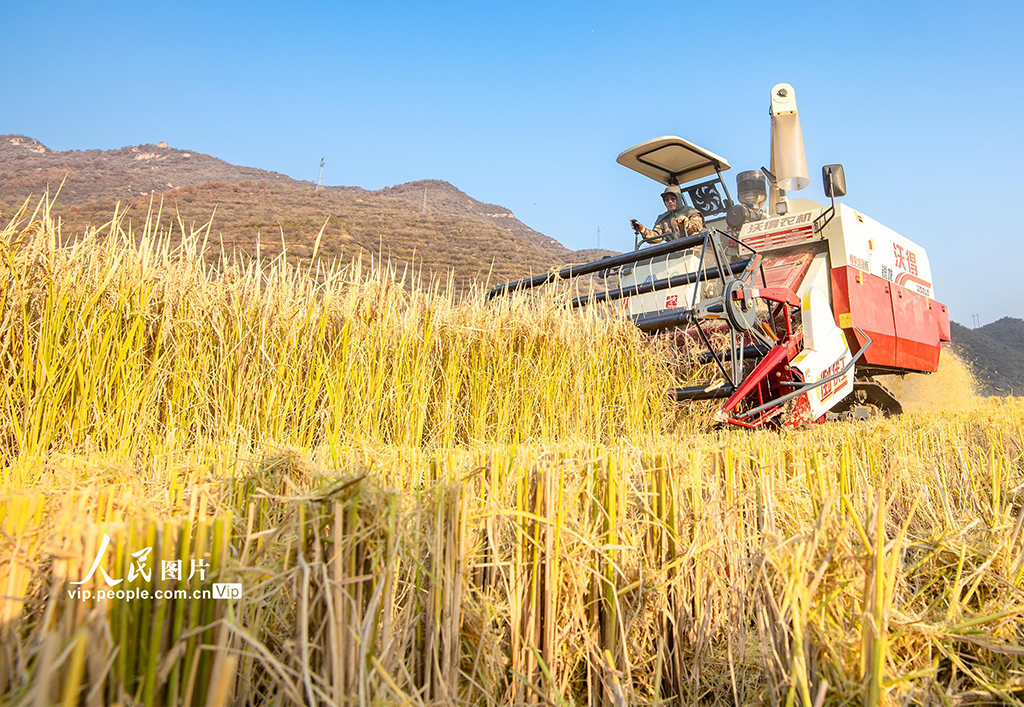 山西左權:水稻喜獲豐收【5】