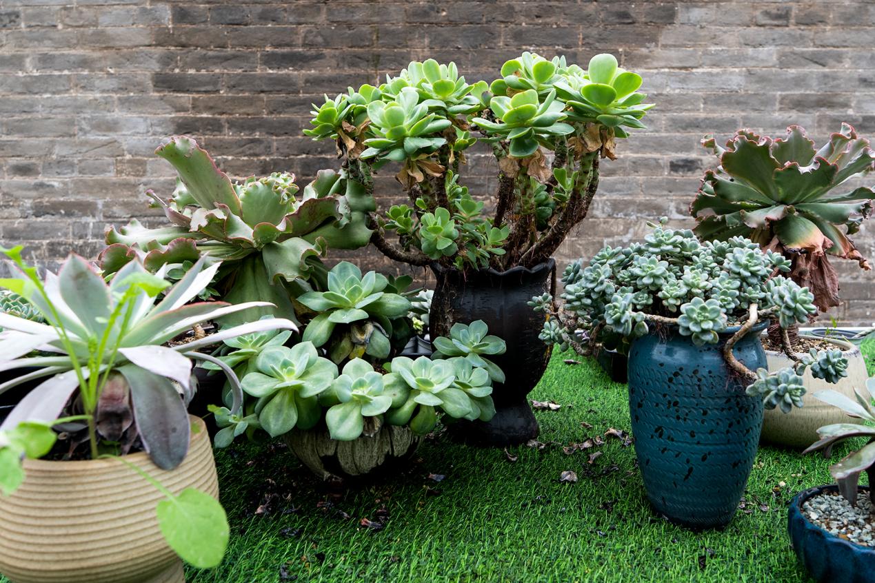 晉城市澤州縣保福村多肉坊培育的多肉盆景。焦搏文攝