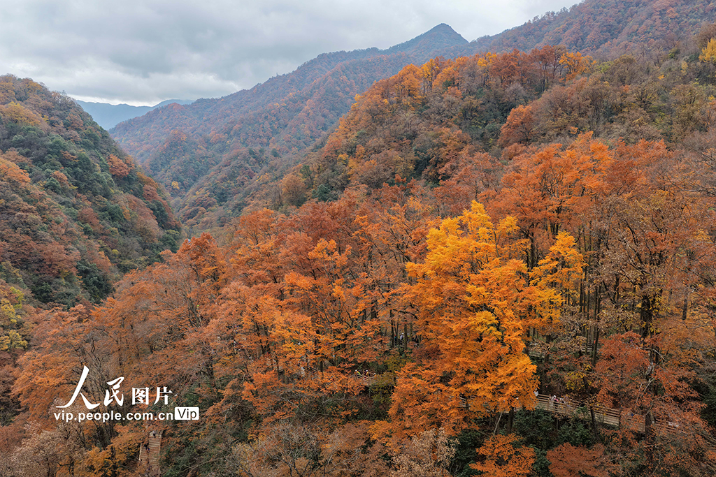 四川巴中：光霧山層林盡染【2】