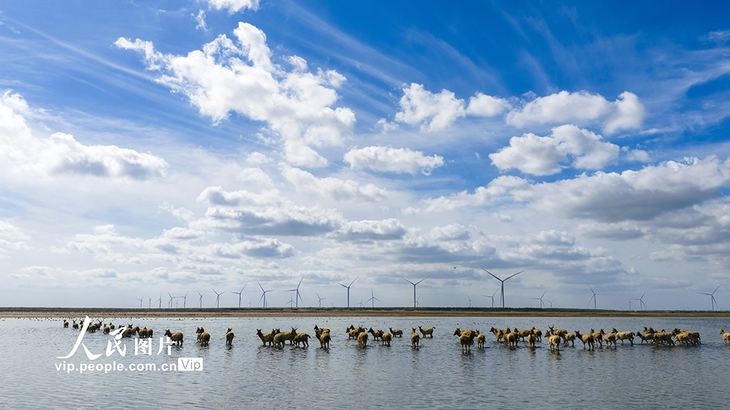 江蘇東臺：鹽蒿紅 秋色美【3】