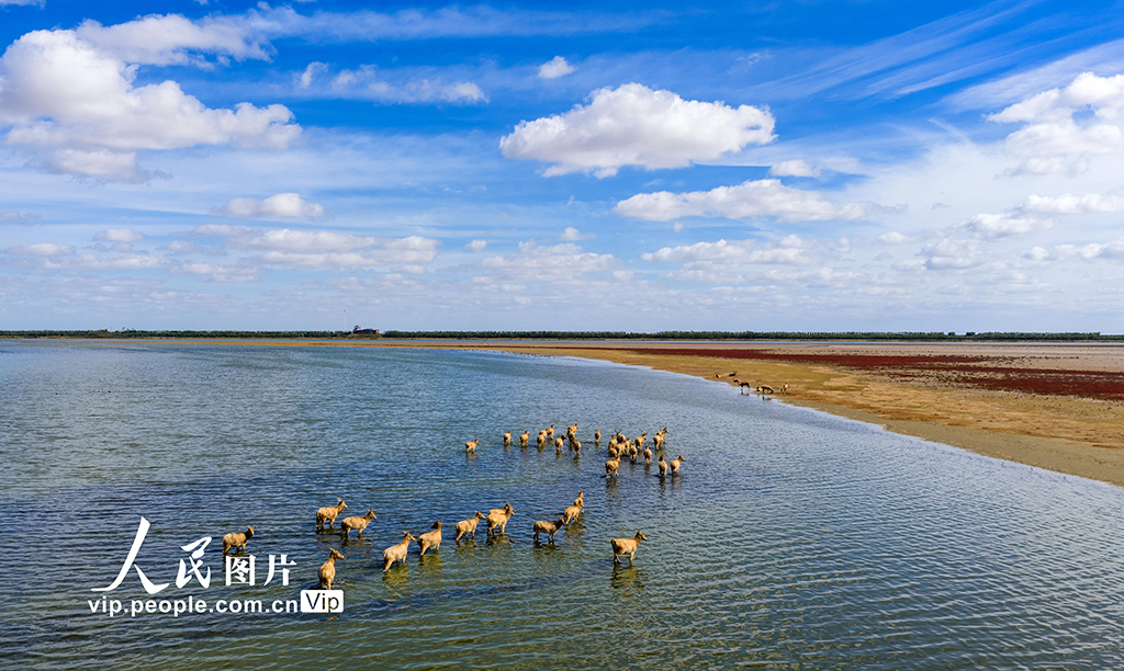 江蘇東臺:鹽蒿紅 秋色美【4】