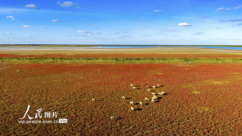 江蘇東臺:鹽蒿紅 秋色美【6】