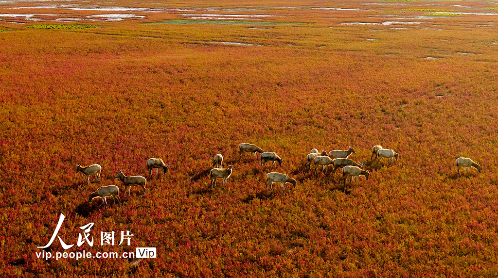 江蘇東臺：鹽蒿紅 秋色美【2】