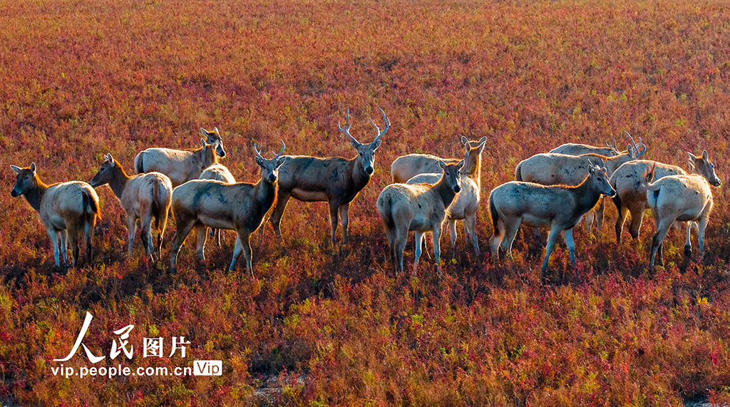 江蘇東臺:鹽蒿紅 秋色美【7】
