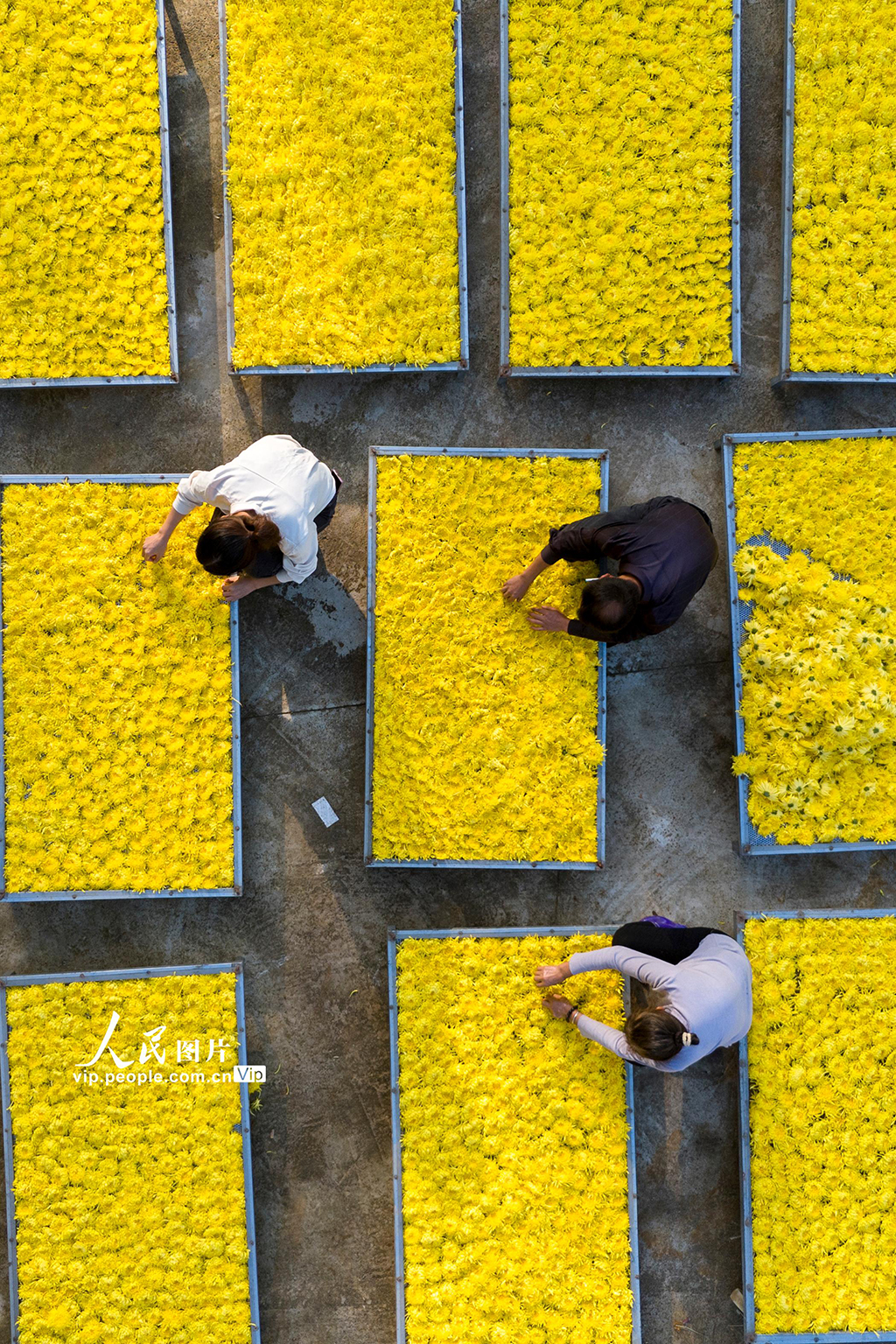 湖南漣源:金絲皇菊喜豐收【5】