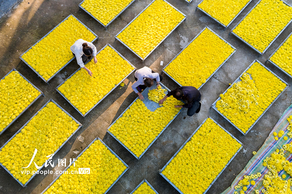 湖南漣源:金絲皇菊喜豐收【4】