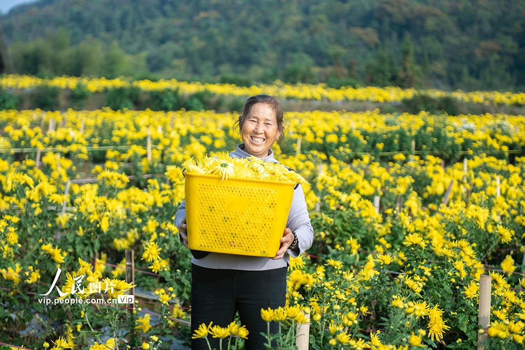 湖南漣源:金絲皇菊喜豐收【2】