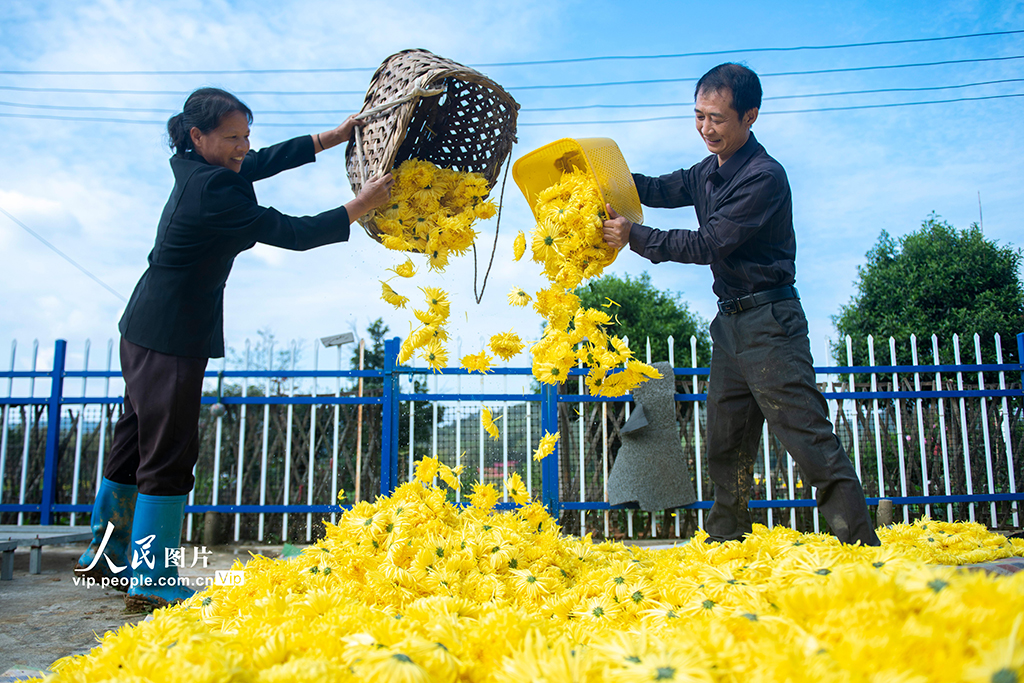 湖南漣源:金絲皇菊喜豐收【3】