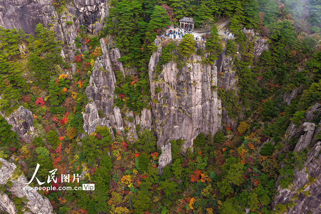 安徽黃山:峰林盡染秋意濃【2】
