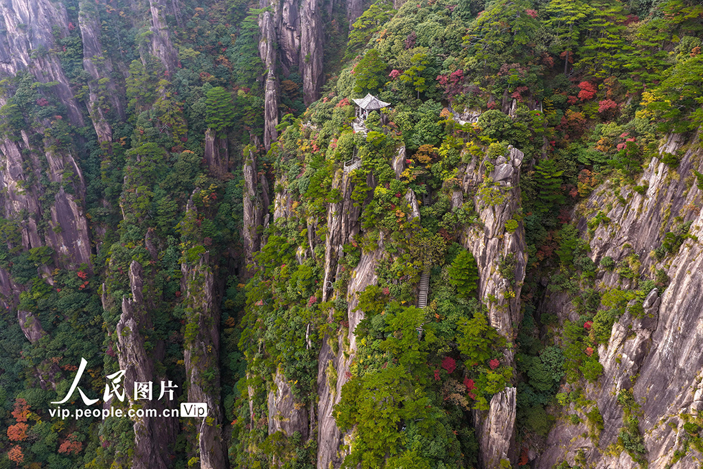 安徽黃山:峰林盡染秋意濃【3】