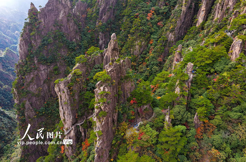 安徽黃山:峰林盡染秋意濃【5】