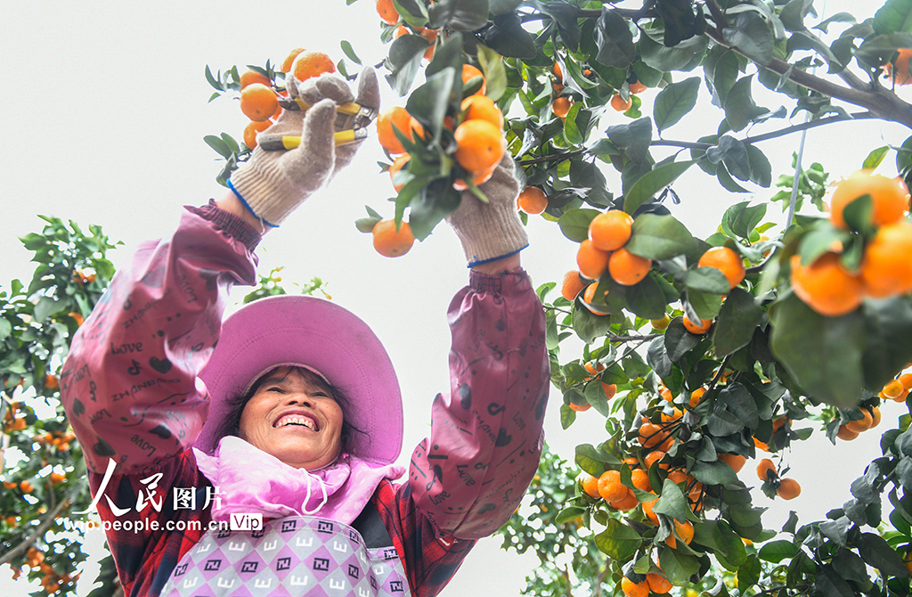 湖南道縣:砂糖橘豐收【2】