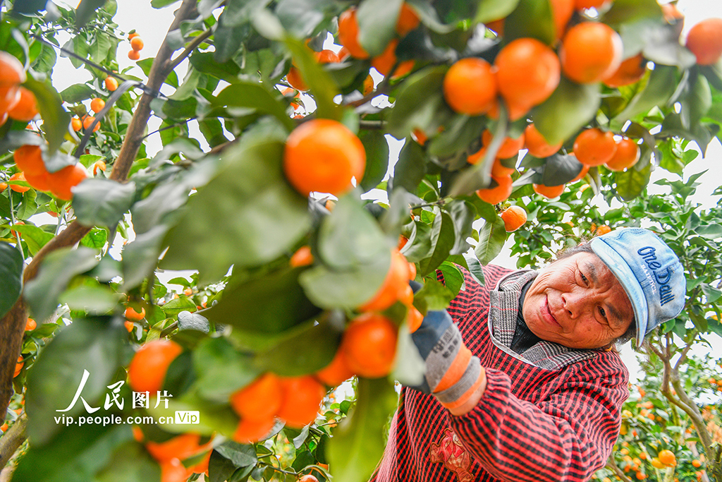 湖南道縣:砂糖橘豐收【3】