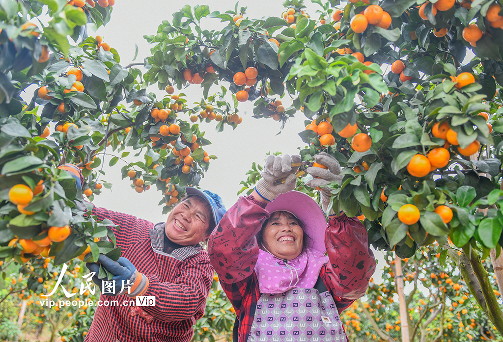 湖南道縣:砂糖橘豐收【4】