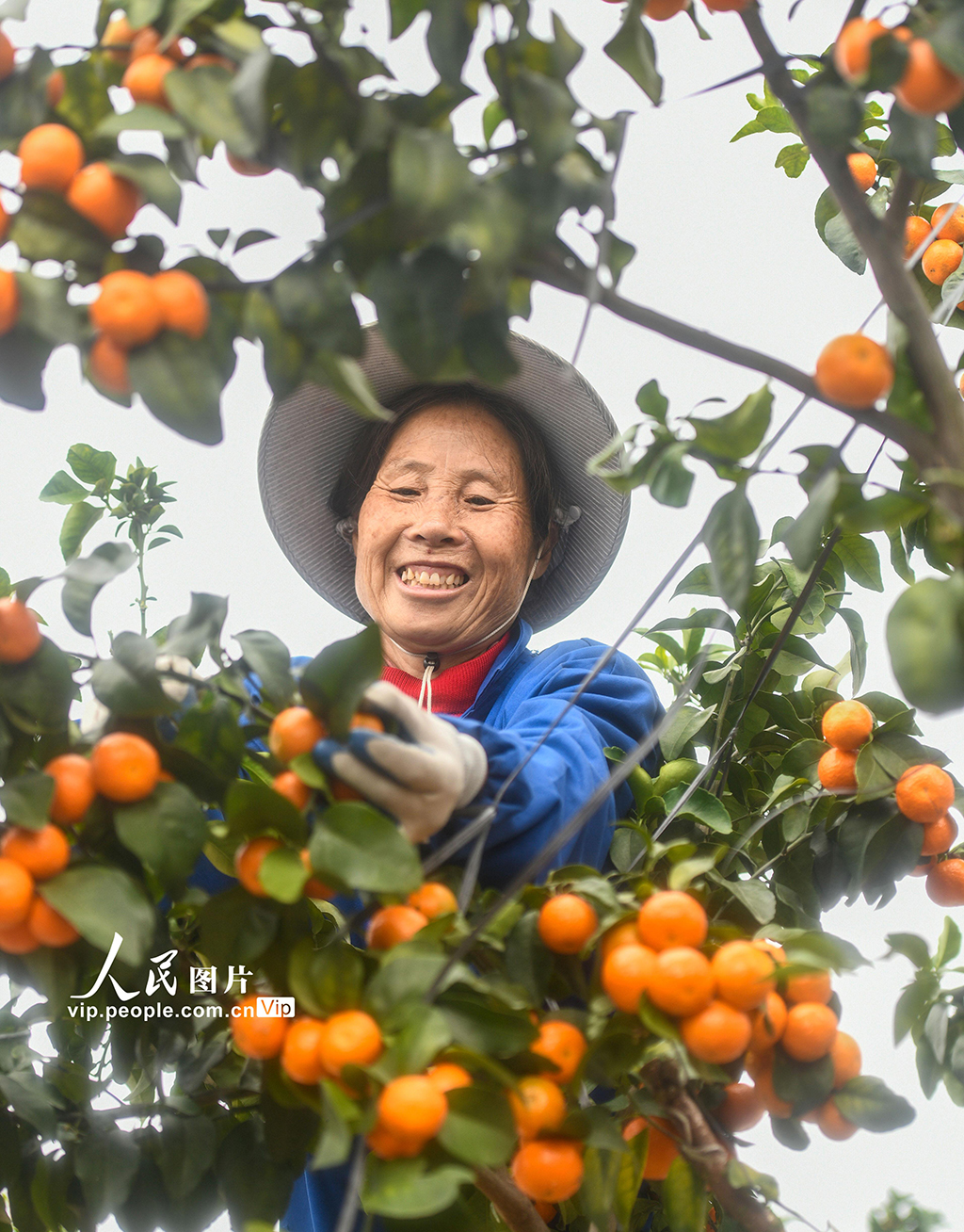 湖南道縣:砂糖橘豐收【5】
