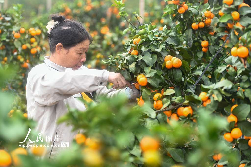 湖南道縣:砂糖橘豐收【6】