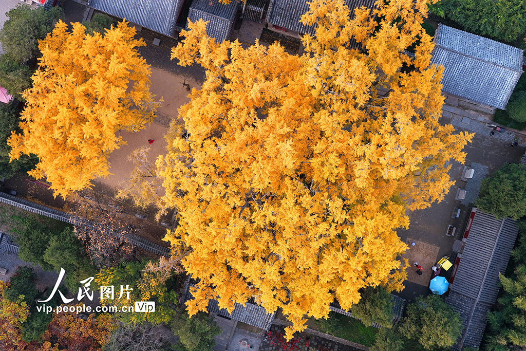 山東莒縣:千年銀杏樹進入最佳觀賞期【2】