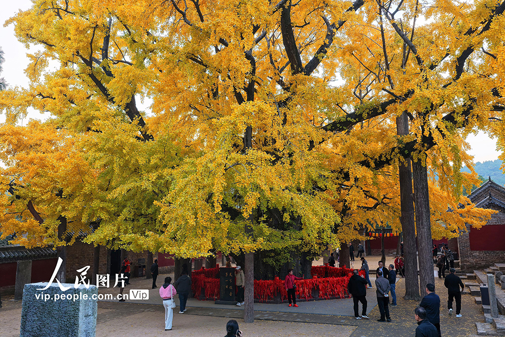 山東莒縣:千年銀杏樹進入最佳觀賞期【3】