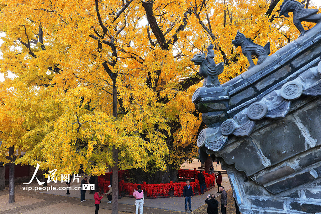 山東莒縣:千年銀杏樹進入最佳觀賞期【4】