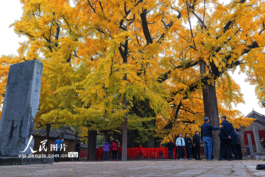 山東莒縣:千年銀杏樹進入最佳觀賞期【5】