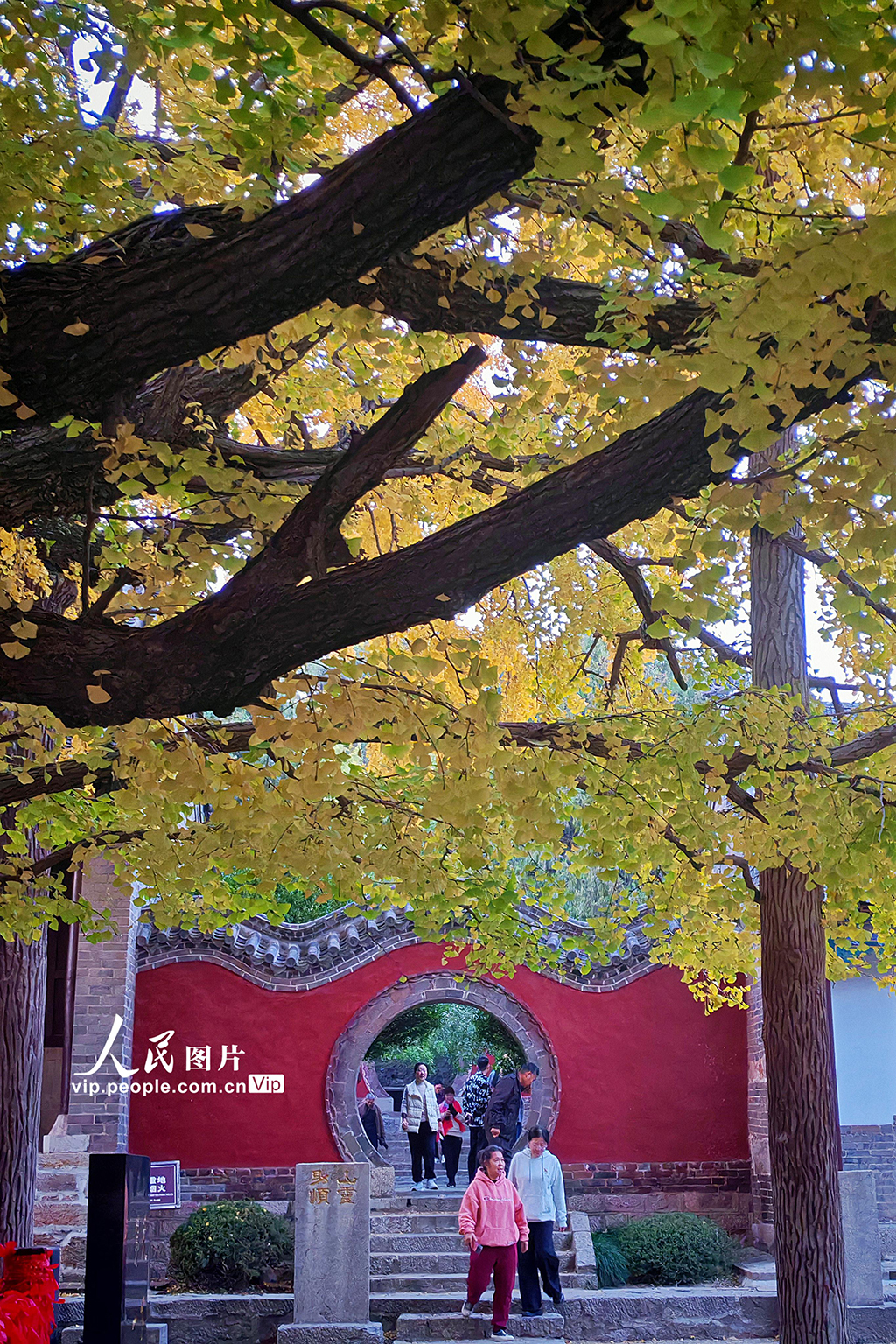 山東莒縣:千年銀杏樹進入最佳觀賞期【6】