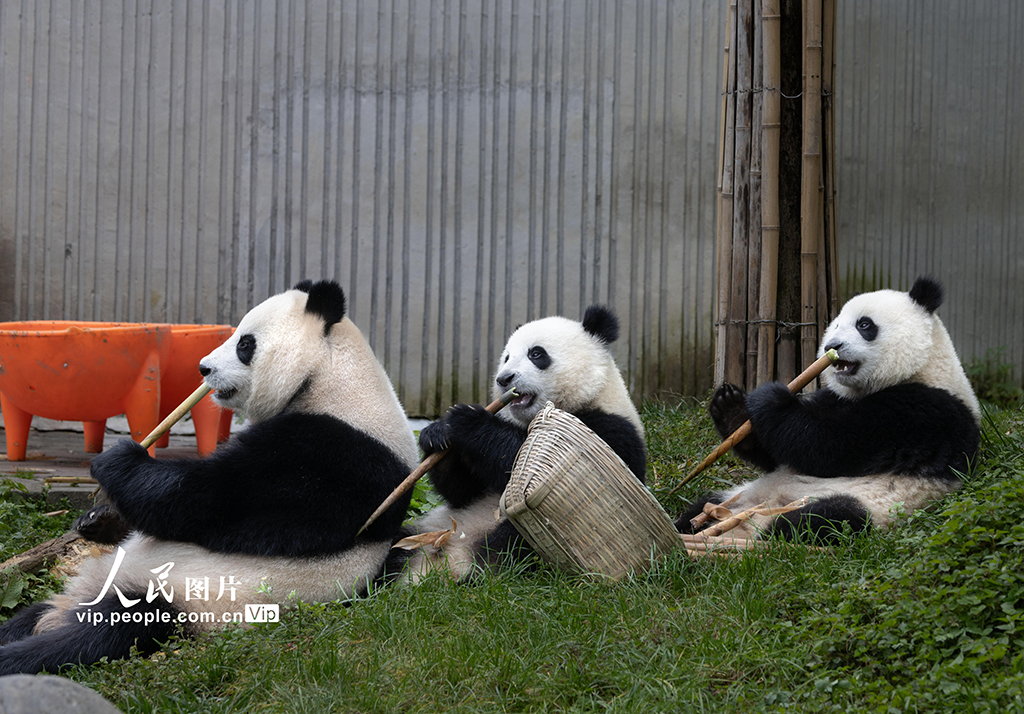 四川汶川:大熊貓樂享秋日時光【5】