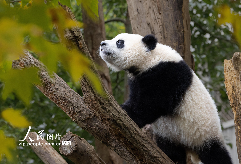 四川汶川:大熊貓樂享秋日時光【4】