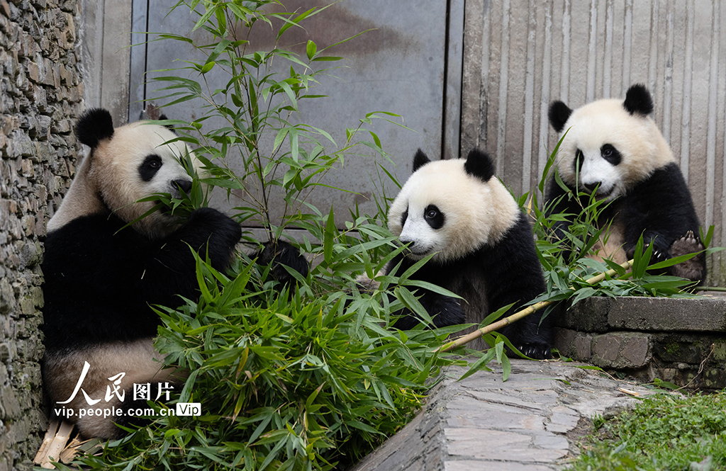 四川汶川:大熊貓樂享秋日時光【3】
