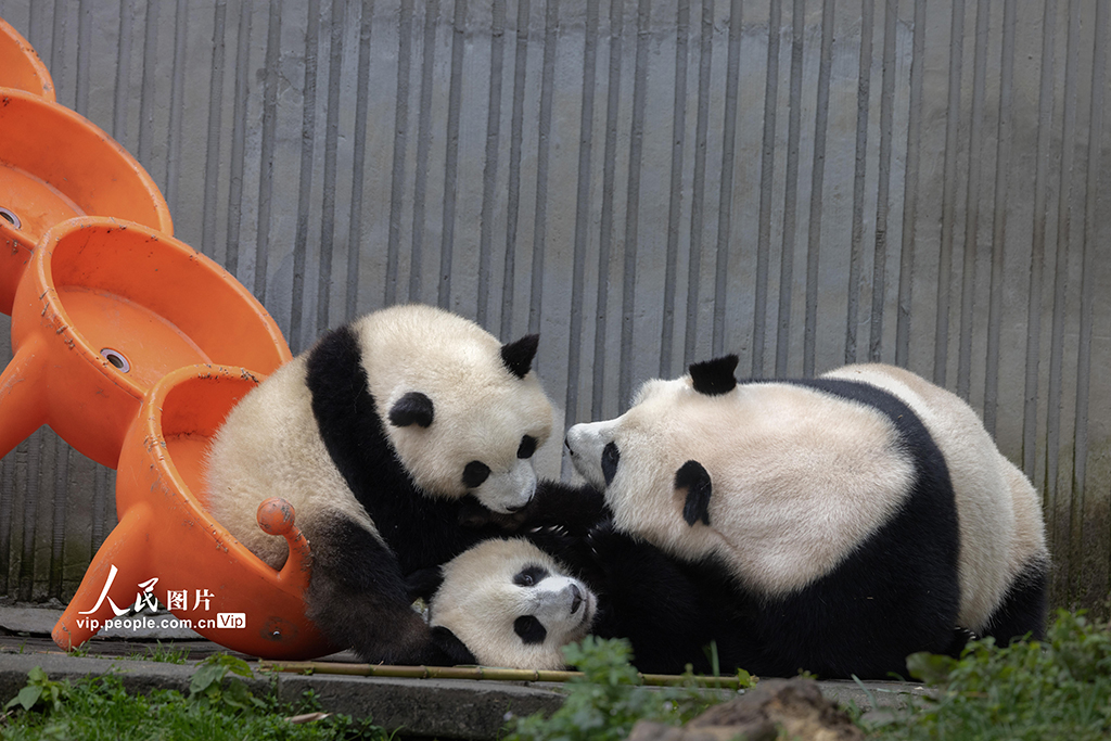 四川汶川:大熊貓樂享秋日時光【2】