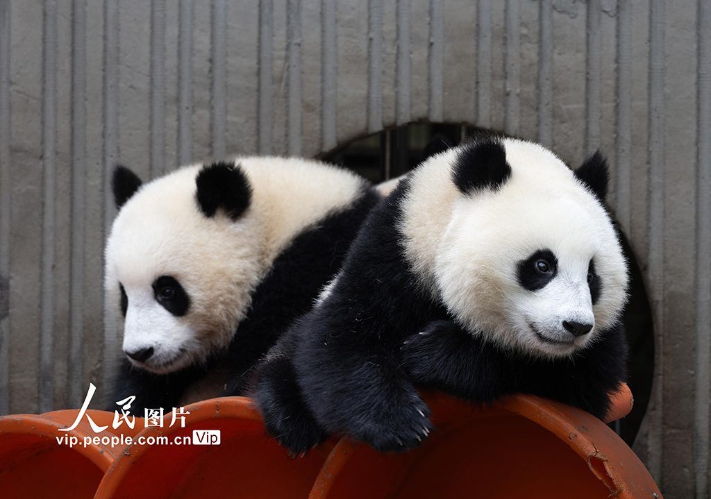 四川汶川:大熊貓樂享秋日時光【6】