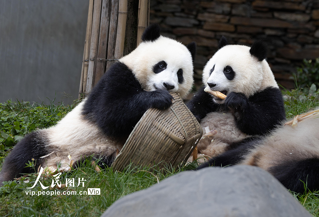 四川汶川:大熊貓樂享秋日時光【7】