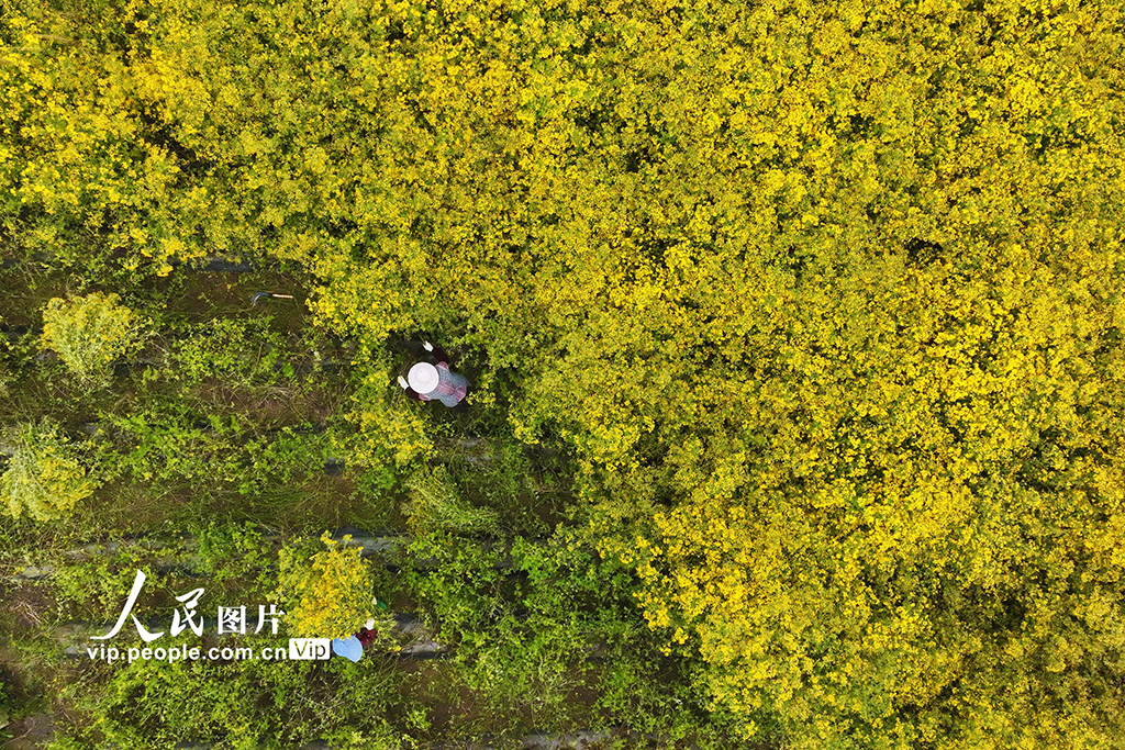 重慶：菊花開 采收忙【2】