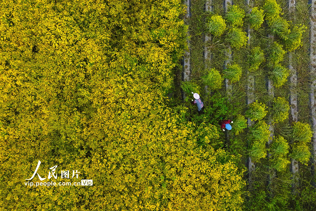 重慶：菊花開 采收忙【3】