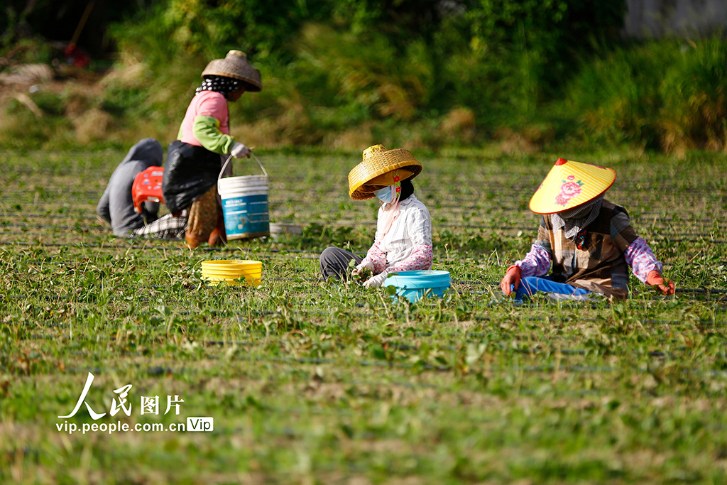 海南三亞:立冬農事忙【2】