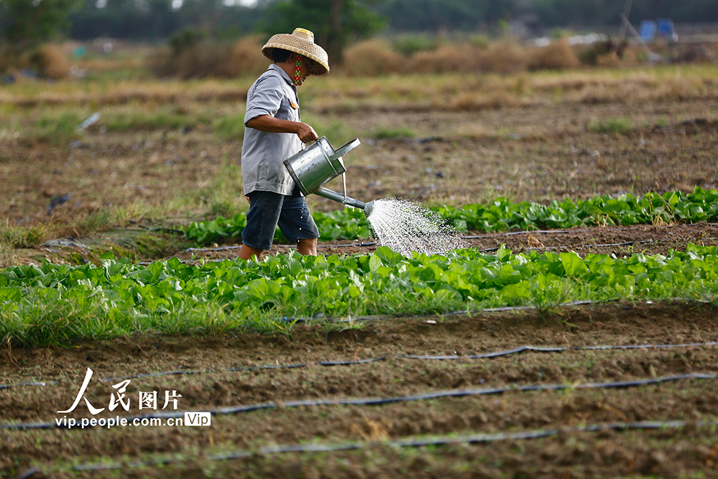 海南三亞：立冬農事忙【3】