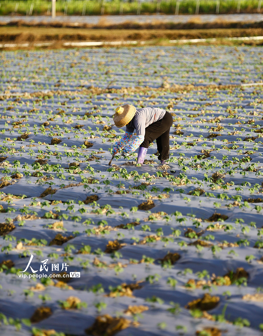 海南三亞：立冬農事忙【4】