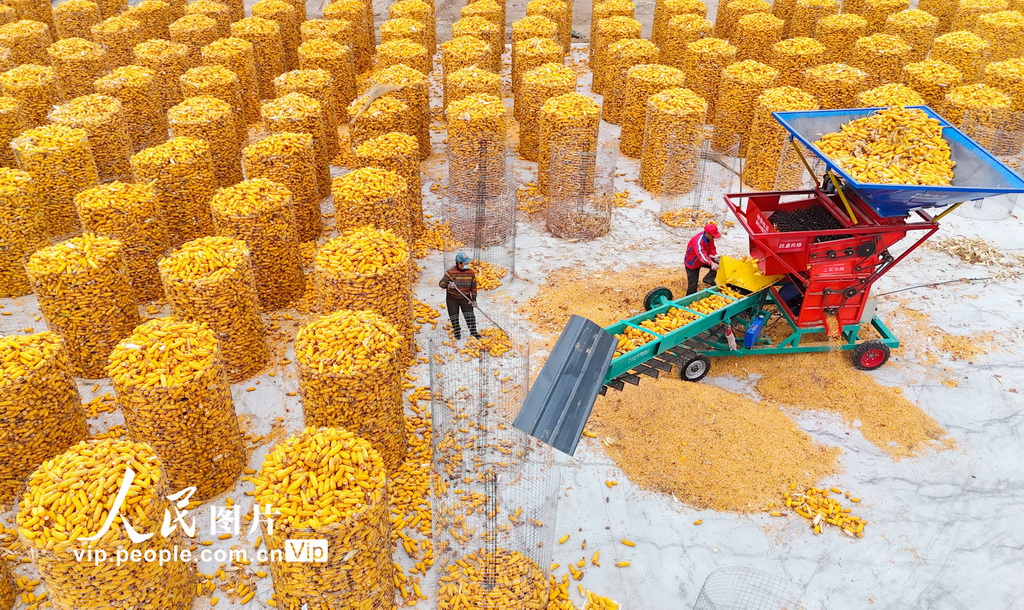 2025年11月7日，山東省濱州市濱城區楊柳雪鎮的農民在加工玉米。