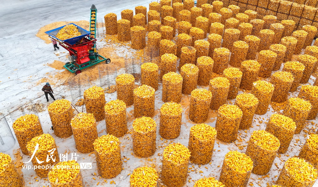 山東濱州：搶收玉米 顆粒歸倉