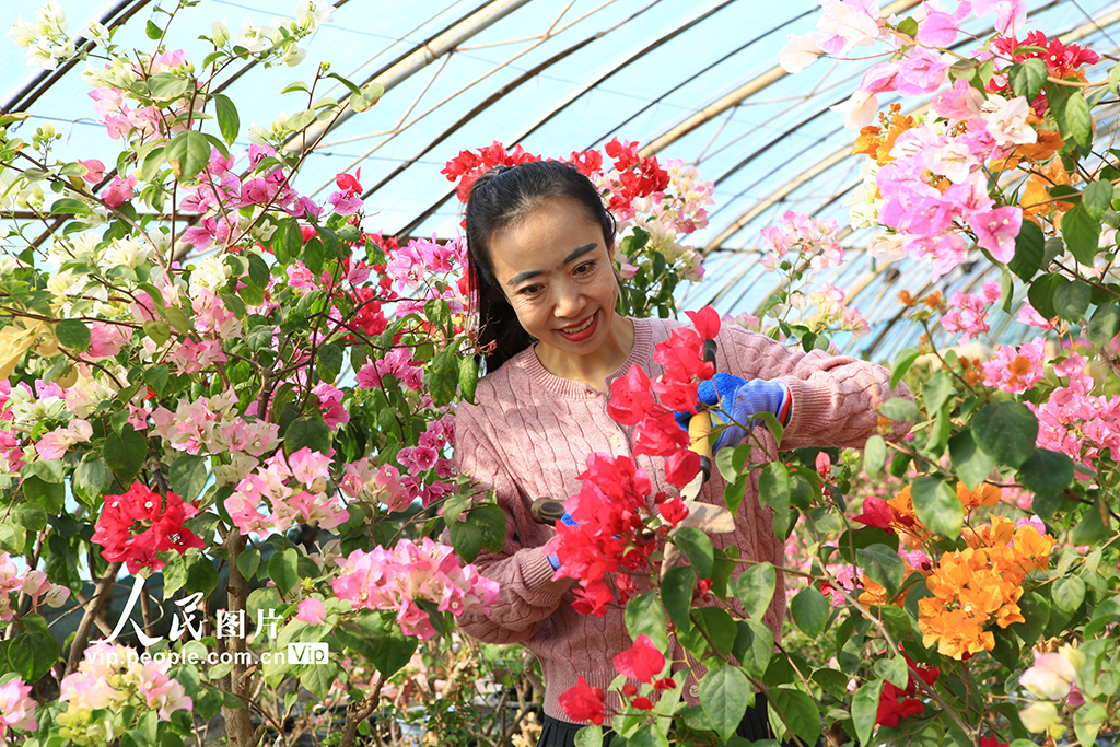 甘肅嘉峪關:鮮花產業助農增收【5】
