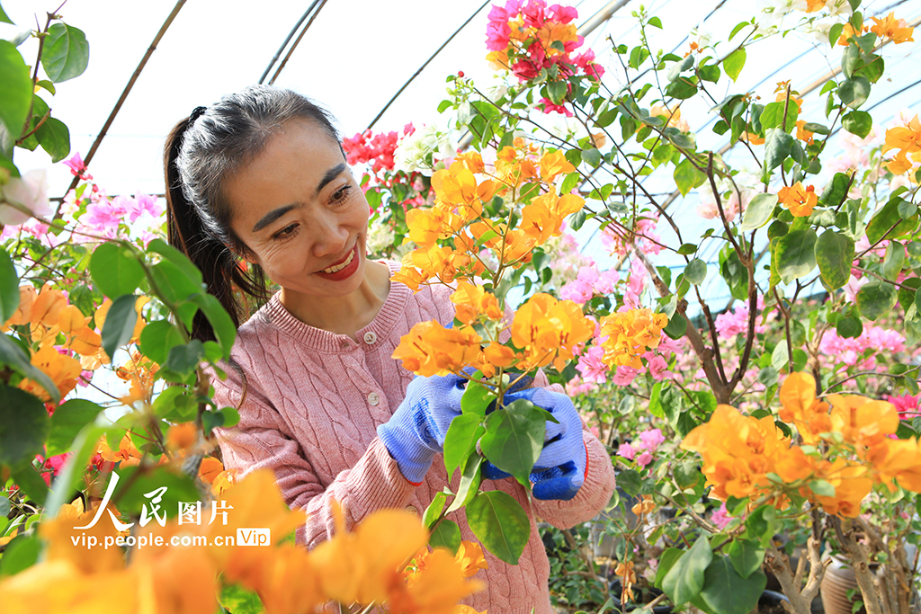 甘肅嘉峪關:鮮花產業助農增收【6】
