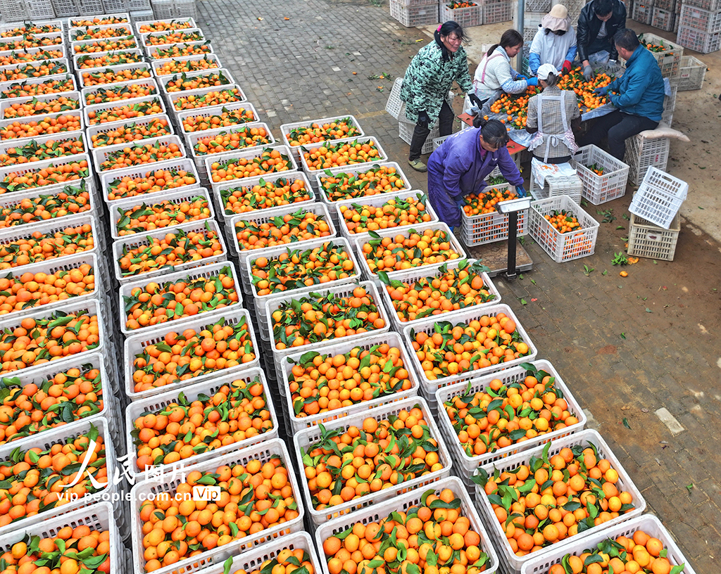 江西泰和:采收砂糖橘【5】