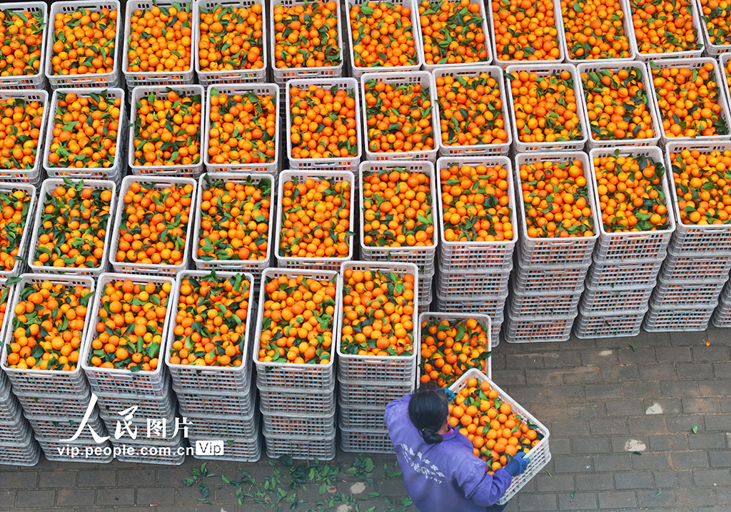 江西泰和：采收砂糖橘【2】