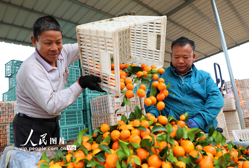 江西泰和：采收砂糖橘【3】