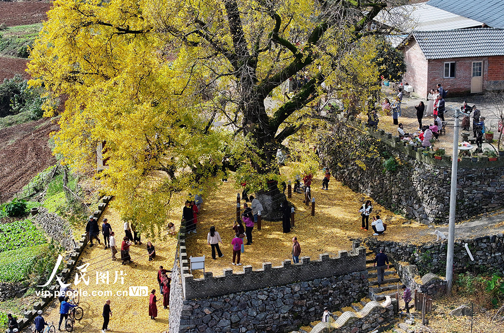 湖北谷城：千年銀杏披“金裝”【2】