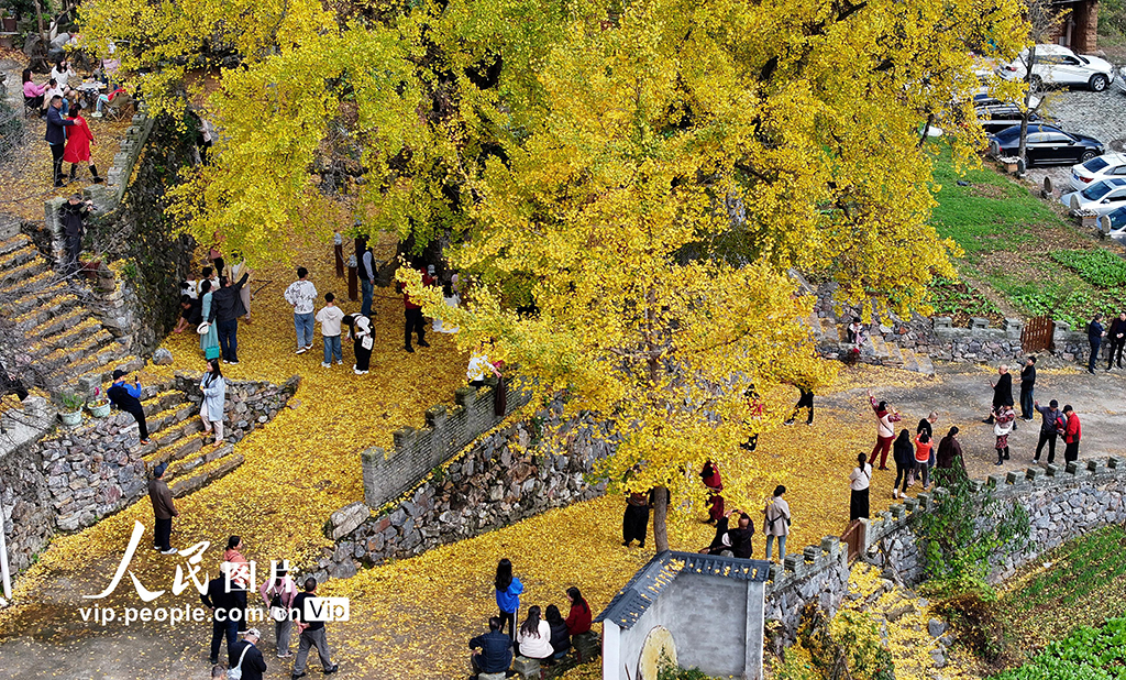 湖北谷城：千年銀杏披“金裝”