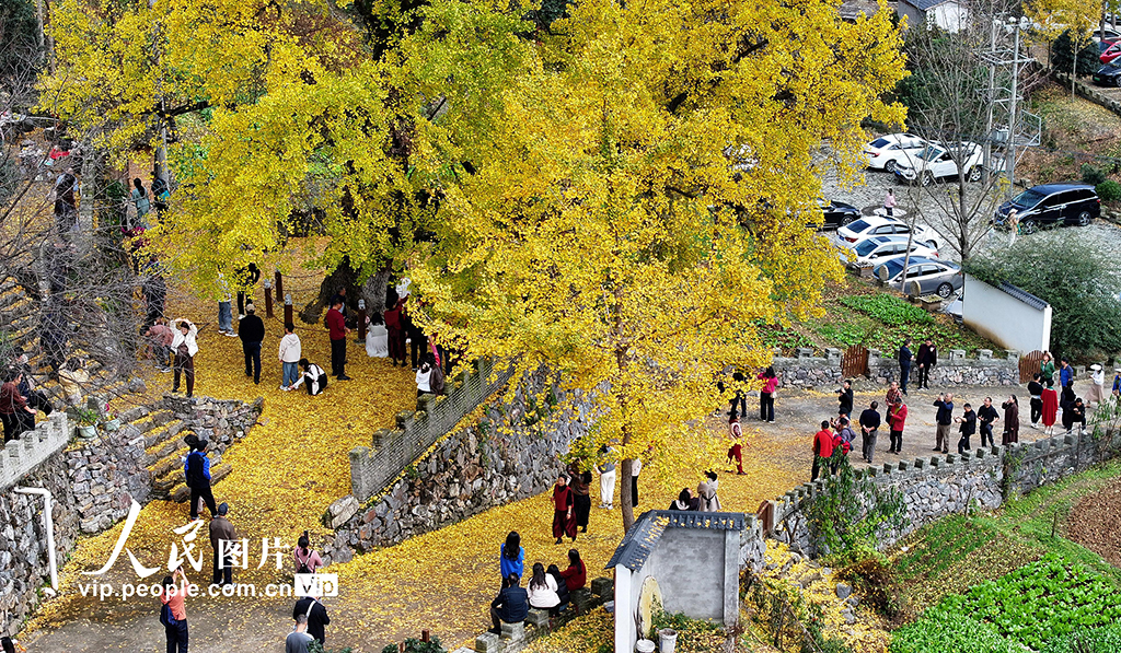 湖北谷城：千年銀杏披“金裝”【3】