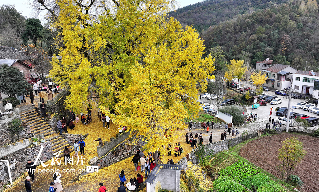湖北谷城：千年銀杏披“金裝”【4】