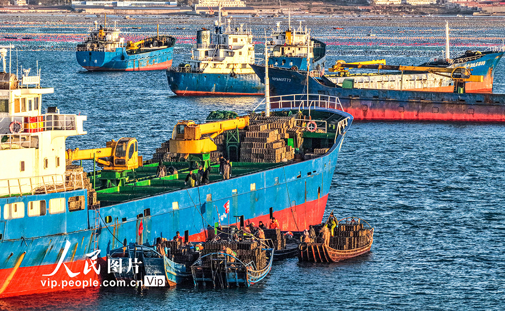山東榮成：1200萬頭鮑魚南下“越冬”